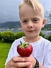 Norske jordbær er favoritten! Leo snart 8 år.FOTO: SILJE GRØNNESTAD-LUNDE
