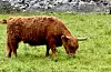 Nortura vil ikkje lenger gå på akkord med liv og helse. Skotsk høglandsfe har for lange horn for slakteriet. Foto: Heidi Molstad Andresen / NPK