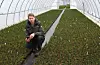 Håkon Børre Kolltveit har nesten 300.000 planter under tak i gartneriet sitt i Øvre Vats.Foto: Irene Mæland Haraldsen