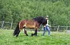 Tomine Hundseid Dahlberg leier inn hingsten Selland Even frå Vikedal før den blir sleppt inn blant hoppene. Foto: Frøydis Barstad