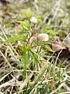 Vår i anmarsj når kvitveisen med det vitskaplege namnet Anemone nemorosa» er såvidt komen fram innimellom lauv og kratt, éin månad tidlegare enn vanleg.Foto Anne-Britt Grindheim