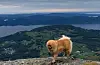 Hunden Poppi har vore med Vilde Isabell Langhell på 160 toppturar i Vikebegyd i 2024. Her på Trodlanibbå. FOTO: PRIVAT