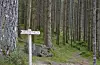Ut på tur i skog og mark. Arqebusstien i Vikebygd.
