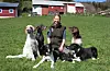 Astrid Weider Ellefsen driv bedrifta Vindfinn hundetrening i Ølensvåg og trenar jakthundar. Sjølv har ho ein Engelsk setter som heiter Neon (1), ein korthåra vorsteh som heiter Stuck (8), ein Kleiner Münsterländer som heiter Blink (11) og border colliane For the Win Number One (6) og Niho (8 mnd).Foto: Elin Lothe Haga