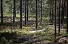 Gransnutebiller og klimaendringar, som gir meir tørke, regn og frost, tek knekken på fleire plantar enn før. Opp mot 20 prosent av plantane døyr før dei veks opp. Foto: Beate Haugtrø / NPK