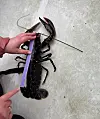 Dette er ein av hummerane dei fekk i teina på ein anna tur.