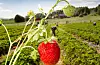 Jordbær og jordbærplanter. Foto: Gorm Kallestad / NTB / NPK