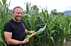 I maisåkeren til Johannes Silde i Etne har maisen vakse seg stor og fin.Foto: Irene Mæland Haraldsen