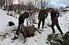 Bukken på Håland blei skoten i bakenden og har truleg døydd på grunn av blodmangel. F.v. politibetjent Ida Hermans, leiar i viltnemnda, John Kåre Opheim og grunneigar Kjell Hustoft.Foto: Arne Frøkedal