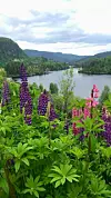Lupiner i Flekke i Sunnfjord. Foto: Elin Eknes, Sandeid