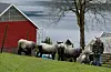 Arve Bakkedal steller godt me dyra sine. I vår fekk 12 søyer av grå trøndersau 28 lam på Strandnes. Rasen grå trøndersau oppstod da den gamalnorske sauen blei kryssa med tautersauen som i dag er utdøydd.Foto: Kjersti Kildahl/NIBIO