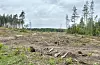Norsk institutt for naturforsking fryktar at hogst skal skade naturmangfaldet i skogen. Foto: Heidi Molstad Andresen / NPK