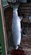 Største laks etter ei natt med fiske i Etneelva. Andreas Grumheden sin laks vog 8,7 kg.