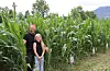 Maisplantene har vakse seg høge og fine i åkeren til maisdyrkar Johannes Silde og dottera Linn (11) i Etne.Foto: Irene Mæland Haraldsen