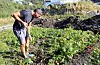Dirk-Jan Kuijt haustar poteter i den store grønsakshagen som er under arbeid. Foto:Irene Mæland Haraldsen