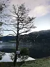 Tre i enden på Ølmedalsvatnet. Tatt ein laurdagsmorgon. Fascinerande med alle spindelsveva på treet. Foto: Helene Moe