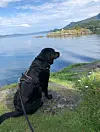 MORGoNSTUND HAR GULL I MUNN». Labradoren Maia nyt ein fin morgon på Dreganes i Ølen. Foto: Anne Kirsten Eide
