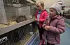 Arja (6) og Livia Opedal (4) frå Etne syntest det var spennande med så mange kaninar.